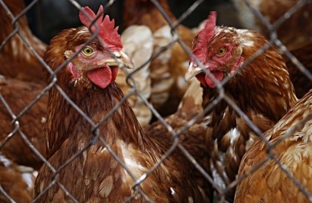 Homem é condenado a prisão após violentar sexualmente uma galinha